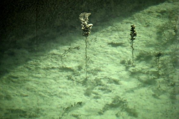 Unter der stillen Wasseroberfläche zeichnet sich eine fremdartige Szenerie ab. Zwei schlanke Pflanzenstängel ragen aus dem hellen, sandigen Grund, ihre Spitzen tragen dunkle, dichte Strukturen, als wären es Bauwerke einer anderen Welt. Das Licht fällt diffus durch das Wasser und taucht die Umgebung in ein grünliches Schimmern, das an die Atmosphäre eines fernen Planeten erinnert. Feine Linien verlaufen über den Boden wie Adern, ein stummes Netzwerk. Alles wirkt ruhig, fast zeitlos, als würde die Natur hier tief durchatmen.