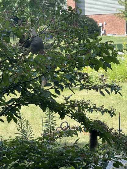 2 squirrels eating pagoda dogwood berries in the tree.