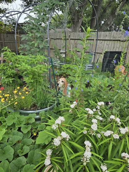 My garden inspector Ruthie, making sure everything meets her approval.