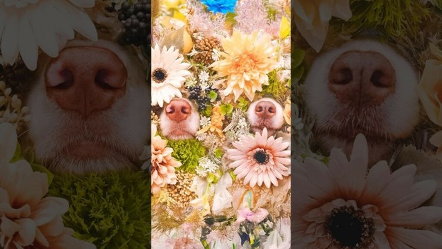 お花×お鼻🌸🐽🐾【ボーダーコリー・オーストラリアンシェパード】#shorts