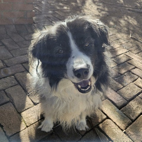 Manneke the border collie smiling and enjoying the sunshine in his backyard.