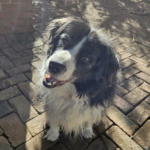 Manneke the border collie smiling and enjoying the sunshine in his backyard.