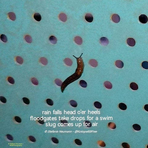 !B Deutsch / English:

Ein Tigerschnegel auf tūrkisgrünem Balkongitter. Dazu ein Haiku. Text folgt nach englischer Beschreibung.
A leopard slug on a turquoise-green balcony trellis. Additionally a haiku. Text:

rain falls head o'er heels
floodgates take drops for a swim
slug comes up for air

© Stefanie Neumann - @KokopelliBFree