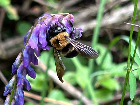 A black and yellow bee hangs from a fringe of purple flowers which in turn hang from the plant's slim, slightly nodding stem.