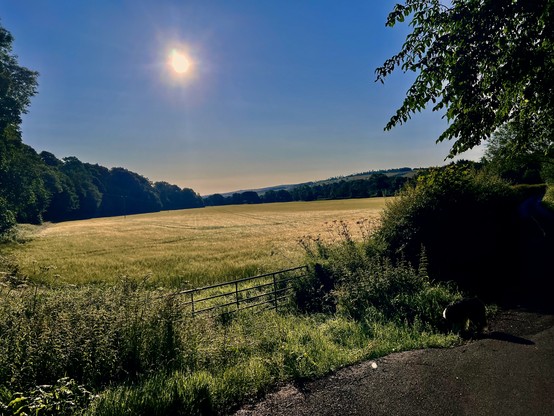 The view that greeted us on the way out, the sun rising over a corn field against a blue sky