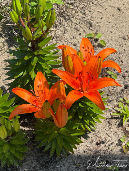 A vibrant cluster of orange Asiatic lilies in full bloom, nestled in sandy soil and surrounded by lush green foliage. The vivid petals glow under the bright sunlight, while numerous unopened buds hint at more blossoms to come. A striking display of summer color and natural beauty.