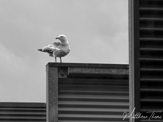 A lone seagull perches confidently atop a metal structure against a cloudy sky, captured in striking black and white. The rigid, geometric lines of the corrugated metal contrast with the organic form of the bird, creating a composition that feels both industrial and serene.