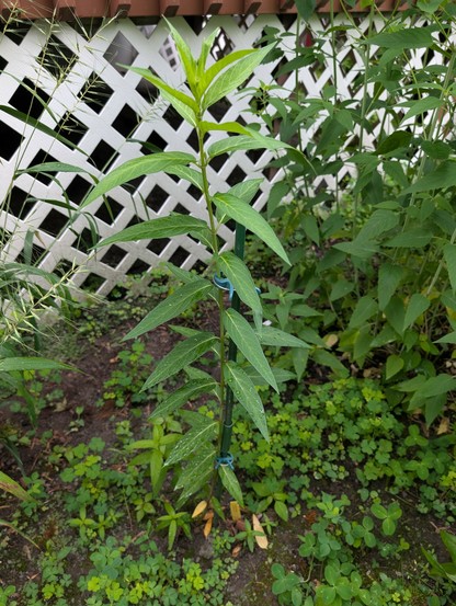 A tall stem of milkweed, with bright green leaves and a support pole