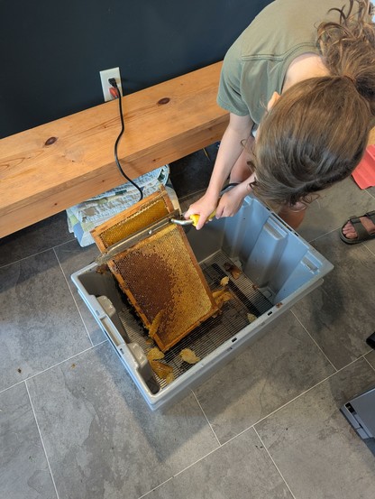 A helper using a hot knife to cut wax caps off of a honey frame.