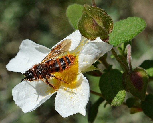 A photo of a fuzzy wasp on a white flower.