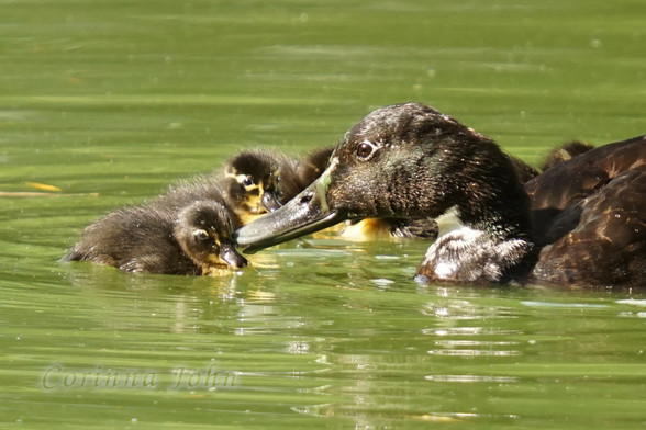 Eine Stockente schwimmt mit ihren 5 Küken auf einem Teich. Sie stupst ein Küken mit dem Schnabel an. Alle Tiere sind schwarz, die Küken haben etwa Gelb im Gesicht und die Mutter etwas Weiß an der Brust. Bei Stadtpark-Enten kommen solche Farbvarianten vor, wenn sie sich mit zur Zierde gehaltenen Rassevögeln kreuzen.