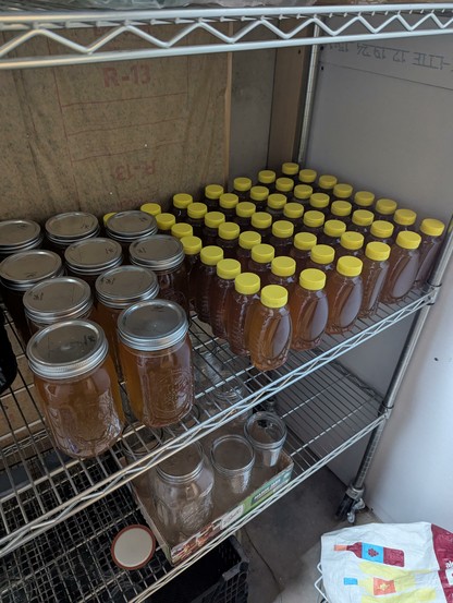 Bottles of honey. Yellow cap squeeze bottles are in ranks next to quart size mason jars.