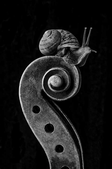 Violin Scroll And Snail is a photograph by Garry Gay which was uploaded on May 28th, 2018.