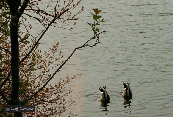 Duo de canards en train de manger tête sous l’eau sur un lac. Photographie par Cindy Cinnamon