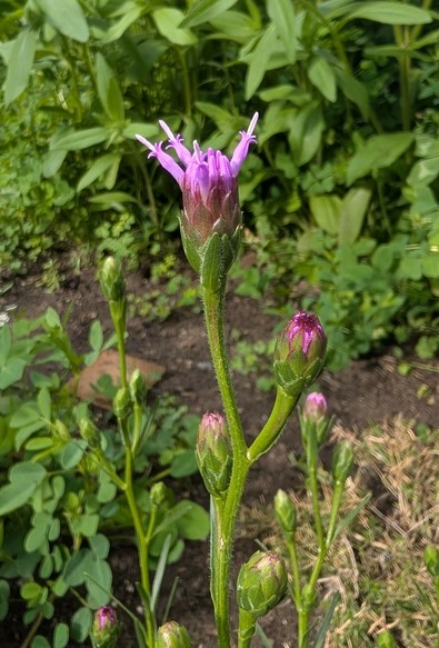 A cylindrical blazing star, with lots of purple unopened buds. The tallest bud is slightly open, with four little petals(?) going up and looking like a little crown