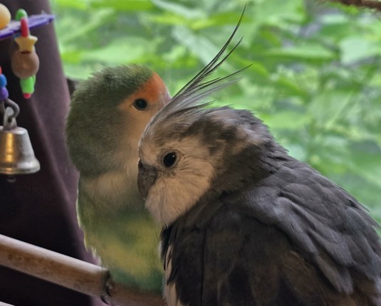 We are viewing a close-up portrait of two birds, a color mutation Peach-faced Lovebird in the back and a charcoal and white cockatiel mutation called a White-faced Cockatiel in front. They are sitting in a window with a view of sunny green bush. This is Nyota the lovebird and Boobear the 29-year-old Cockatiel. July 4, 2025. Photo by Peachfront.