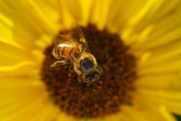 honeybee on sunflower macro photograph