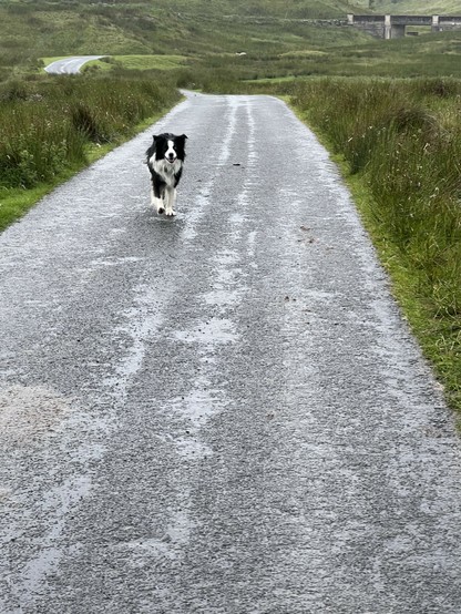 A border collie approaches on a very wet road. The sleet not obvious