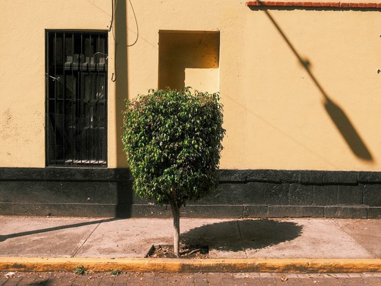 Street picture with a small three with yellow wall behind