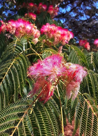 A close-up of a mimosa tree branch, showcasing its feathery green leaves and vibrant pink, pom-pom-like blossoms. The sunlight highlights the delicate texture of the flowers. The background shows glimpses of a blue sky through the branches.A close-up of a mimosa tree branch, showcasing its feathery green leaves and vibrant pink, pom-pom-like blossoms. The sunlight highlights the delicate texture of the flowers. The background shows glimpses of a blue sky through the branches.