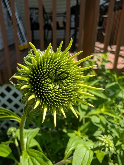 A really tall coneflower bloom, now open but still entirely green with no petals yet