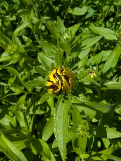 A black eyed Susan bloom, with its yellow petals still furled on top of the brown middle, which is starting to show underneath