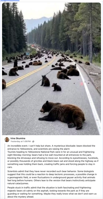 Screenshot of a Facebook post, with an image of the road leading into Yellowstone National Park literally covered with bears , blocking all traffic. They're lying or sitting, on both sides of the street divided by two yellow lines. In the background are mountains, behind the roadway filled with bears as far as the eye can see. 

Partial transcription:

A mysterious blockade: bears blocked the entrance to Yellowstone, and scientists are raising the alarm

Tourists heading to Yellowstone National Park were in for an unusual and frightening sight Monday morning: bears had a live wall mounted at all entrances to the park, blocking the driveways and refusing to move out. According to eyewitnesses, hundreds, or possibly thousands of grizzlies and black bears sat and stood along the highway as if something was holding them back, creating traffic jams and forcing people to stay in cars.

Scientists admit that they have never recorded such bear behavior. Some biologists suggest that this could be a reaction to deep tectonic processes, a possible change in a geomagnetic field, or even fluctuations in underground geyser activity that animals feel long before humans. Others lean to the version that bears instinctively anticipate natural cataclysms.

People stuck in traffic admit that the situation is both fascinating and frightening:
majestic bears sit calmly <...> as if they are
guarding or waiting for something. Maybe they really know what we don't and warn us about the mystery ahead.