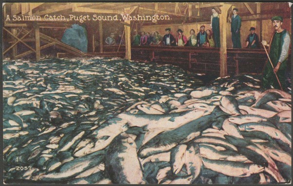 Printed colour postcard showing a view of a large salmon catch in the Puget Sound of Washington, USA.

Published by Pacific Novelty Co, San Francisco, No 2057, c.1910.

Postally unused.

Good condition, with slight corner bumps.