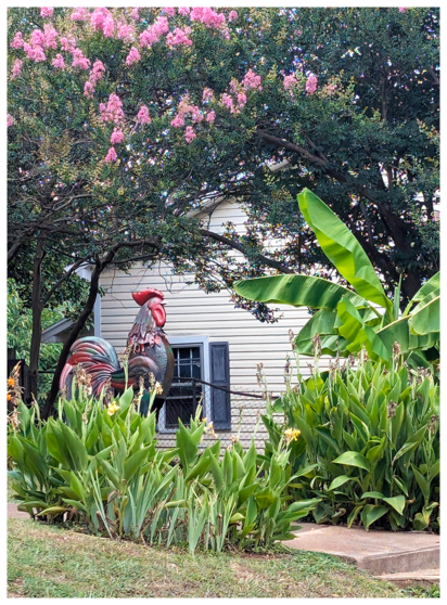 A large, colorful metal rooster sculpture stands in a lush front yard of an unseen house with tall green plants and banana leaves. Behind it is a cream house with dark shutters, under leafy trees, including a pink crepe myrtle. A sidewalk borders the garden.