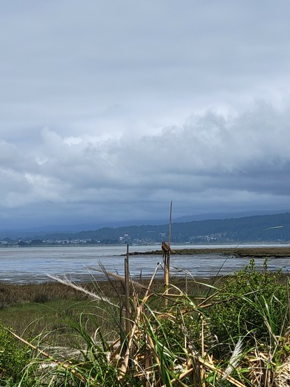 White crowned sparrow looking over the bay tiward Arcata