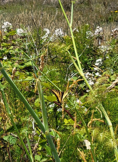 Swallowtail butterfly in the fennel