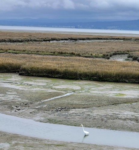 Great white egret in the mudflats