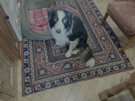 A collie sits while some biscuits are put around him