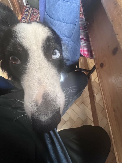 The same dug asks ‘did I get it right’?