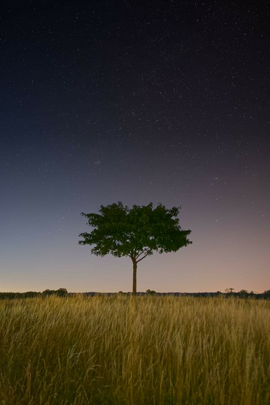Vor dem dunkleren Nachthimmel, der von oben in dunklem violett-schwarz bis zum Horizont im unteren 1/4 Bildbereich ins orange verläuft, befindet sich ein einzelner Baum, der in einer ungemähten Wiese mit langen Gräsern steht. Im Hintergrund unterhalb der Horizontlinie ist in der Ferne Waldgebiet.