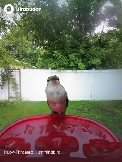 Our lovely neighborhood ruby-throated hummingbird at our BirdBuddy hummingbird feeder.