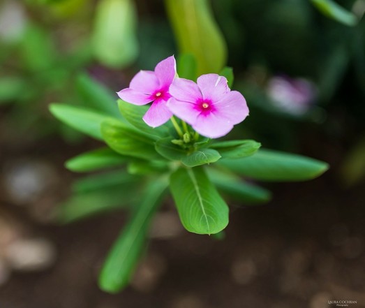 (Shallow depth of field focuses on) two pink blooms.