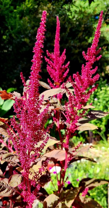 3 stalks of red spike amaranth. The flowering heads are open near the bottom of the spikes, but still closed from midway up giving a conical shape to the stalk.
