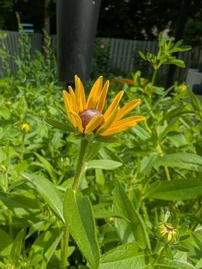 A black eyed Susan, still small, but open, its yellow petals reaching up and the brown middle looking a bit like leather