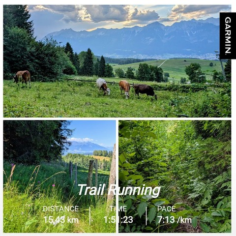 A collage consisting of 3 photos:

Top image: Pastoral alpine landscape with several cows grazing in a lush green meadow bordered by wooden fencing. Dense evergreen forests frame the scene, while the dramatic high mountains of the Nordkette above Innsbruck/Austria rise in the background under a partly cloudy sky. A ski lift is visible on the right side.
Bottom left image: Close-up view of a rustic wooden fence post and wire fencing surrounded by tall grasses and wildflowers, with rolling green hills and mountains visible in the distance.
Bottom right image: Dense forest understory showing a winding dirt path through thick vegetation, ferns, and deciduous trees creating a tunnel-like canopy of green foliage.

The images capture the natural beauty of the Tyrolean alps around the city of Innsbruck, showcasing pastoral farming, hiking trails, and mountain scenery.