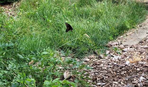 A wider shot of a black swallowtail butterfly on an almost invisible stem of a golden alexander plant. The green of the grass behind frames out the black butterfly with blue and orange dots. Its body is curled and may be laying eggs.