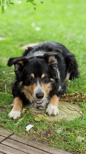Senior Bordercollie tricolor