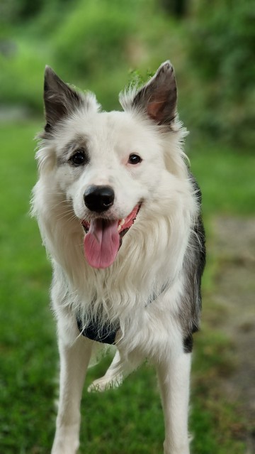 Junger weiß grau melierter Bordercollie mix