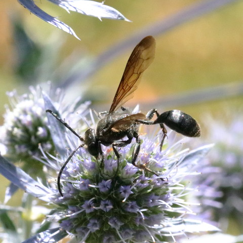 Isodontia mexicana