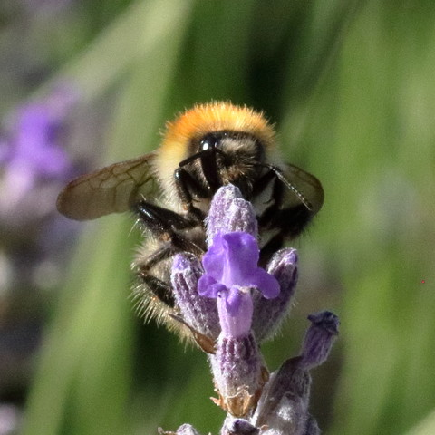 Bourdon Terrestre 
Bombus terrestris