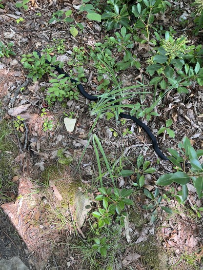 2.5’sh foot long black snake beside the trail.