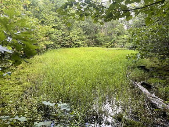 Pool/wetland near the intersection of Grooms Ridge and Wild Old Trail in the GWNF.