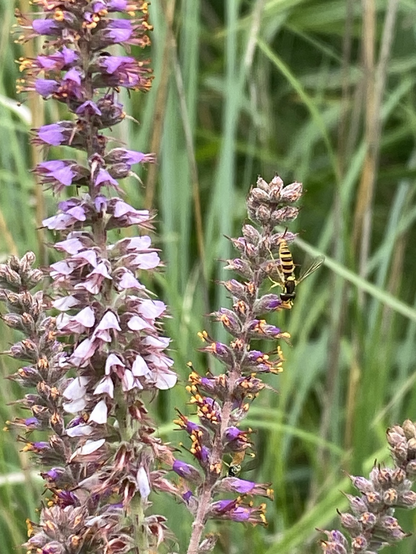 Three flower spires are in focus. The blossoms are lavender with tiny orange stamens. A slender pollinator is feeding.