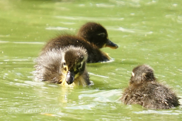 3 Entenküken auf einem grünen Teich, eines schaut zur Kamera.