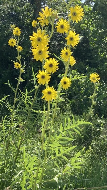 A tall plant with bright yellow sunflower-like blossoms all along the tall flower stalks.  The deeply-lobed large leaves are clearly seen at the bottom.  Flowers and leaves are backlit by the July sun.